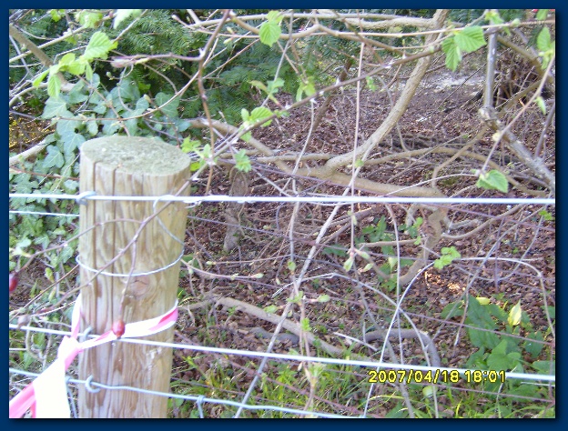 600x449 pixels (207K)